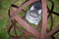 Cat in rusty garden orb Royalty Free Stock Photo