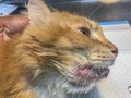 Cat\'s agony revealed: right lower jaw swollen, hints of gingivitis, ulcers, or infection