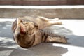 Cat`s behavior is always adorable. Tigger cat relaxing on sunrise. Cat is relaxing
