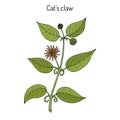 Cat s claw Uncaria tomentosa , or vilcacora, medicinal plant Royalty Free Stock Photo