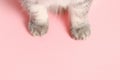 Cat`s cute paws on the pink background