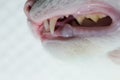 Cat`s dentition, side view