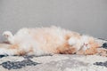Cute cat sleeping. Fluffy ginger syberian cat relaxing in bed. Royalty Free Stock Photo