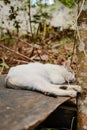 Cat\'s Dreamy Retreat: Blissful Nap Among Autumn Leaves Royalty Free Stock Photo