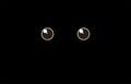 Cat`s eye of a black cat. yellow eyes of a cat in the dark. Royalty Free Stock Photo