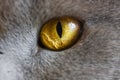 Cat`s eye close-up. Big yellow eye. Animal body parts
