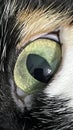 cat's eye close-up. close-up photo of the eyes Royalty Free Stock Photo