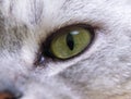 Cat's eye. Close up on a green cat's eye Royalty Free Stock Photo