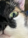 cat's eye close-up. close-up photo of the eyes Royalty Free Stock Photo