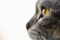 Cat's eye macro close up british shorthair silver tabby Royalty Free Stock Photo