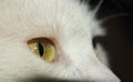 Cat`s eye | white cat. closeup the face of a cat Royalty Free Stock Photo