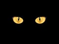 Cat's eyes in darkness