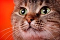 Cat`s face close-up with green eyes Royalty Free Stock Photo
