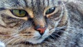 Cat`s face - large-scale Royalty Free Stock Photo