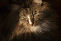 Cat`s face in sunlight. Siberian breed cat. Dark photo. Long hair cat. Brown cat. Fluffy cat. Stern look.