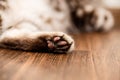 Cat`s foot lying on the floor