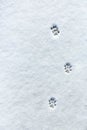 Cat's footprint in the snow