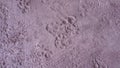 Cat\'s footprints on the concrete floor in front of the house