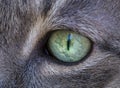 Cat`s green eye extreme macro close-up. Focus detail on the eye Royalty Free Stock Photo