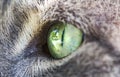 Cat`s green eye extreme macro close-up. Focus detail on the eye Royalty Free Stock Photo