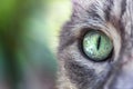 Cat`s green eye extreme macro close-up. Focus detail on the eye Royalty Free Stock Photo