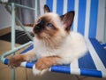 Birman cat relaxing.