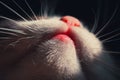 Cat`s mouth, nose, chin and whiskers from beneath. Macro shoot