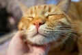 Cat\'s nose close-up, red British cat Royalty Free Stock Photo