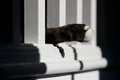 Cat\'s Paw Through Bannister