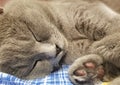 Cat`s paw close-up. sleeping gray british cat. pink pads on paws Royalty Free Stock Photo