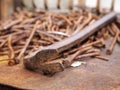 A cat`s paw closeup on a  pile of rusty nails Royalty Free Stock Photo