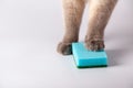 Cat's paw on a kitchen sponge. Blue Dish washing sponge. Cat holding sponge by paw. Royalty Free Stock Photo