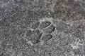 Cat's paw prints on asphalt. the imprint of the cat's paw is frozen in concrete Royalty Free Stock Photo