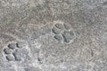 Cat's paw prints on asphalt. the imprint of the cat's paw is frozen in concrete Royalty Free Stock Photo