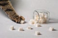 Cat\'s paw taking sugar cubes from a jar on a white background Royalty Free Stock Photo