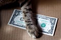 The cat`s paw is on top of the one-dollar bill. Royalty Free Stock Photo