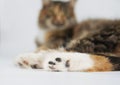 the cat's paw is white with dark pads. Royalty Free Stock Photo