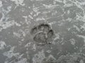 Cat`s Pawprint in Concrete