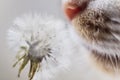 The cat`s pink nose sniffing the white fluffy dandelion Royalty Free Stock Photo