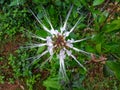 Cat's whisker flowers growing in bloom in the side yard, taken from a high angle and with a blurred background