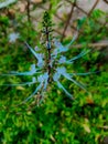 cat\'s whisker flowers are white on a green background