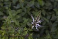 Cat`s whisker plant bloom in the garden. Is a Thai herb.