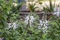 Cat`s whisker plant in the garden. Is a Thai herb help diuretic.