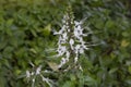 Cat\'s whisker plant in the garden. Is a Thai herb help diuretic.