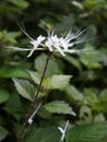 Orthosiphon aristatus is known as the cat's whisker plant