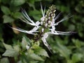 Orthosiphon aristatus is known as the cat's whisker plant