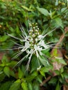 The cat\'s whisker plant (Orthosiphon aristatus) is a plant that can be found on the islands of Sumatra and Java.