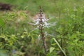 CatÃ¢â¬â¢s whisker plant