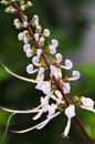 Cat`s Whiskers flower