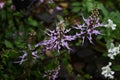 Cat\'s whiskers ( Orthosiphon aristatus ) flowers. Lamiaceae perennial plants. Royalty Free Stock Photo